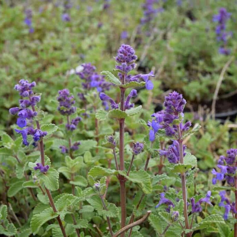 Nepeta racemosa ---